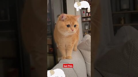 Super cute #cute #tiktok #funnyanimals #funnyvideos #cat