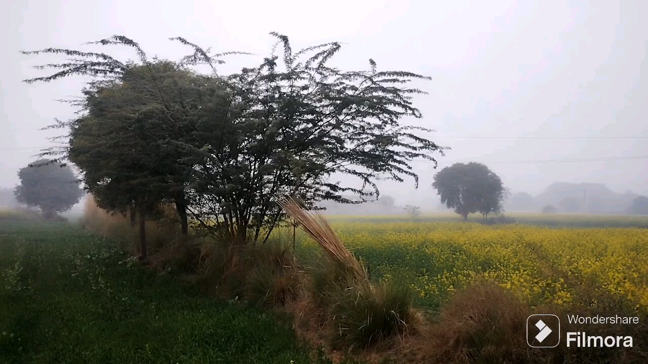 beautiful nature beautiful flowers