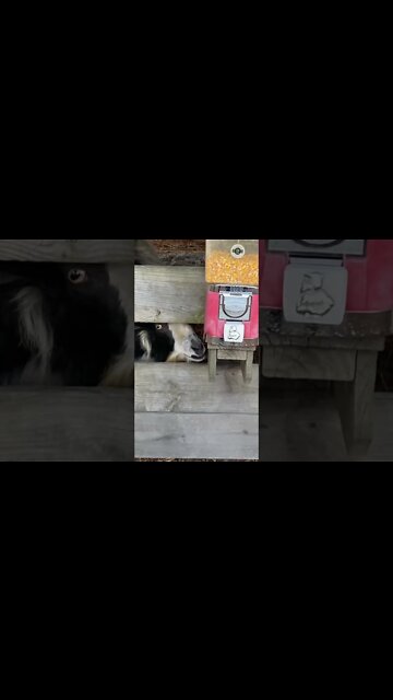 LOVE me some farm animals time! (Full video up too)