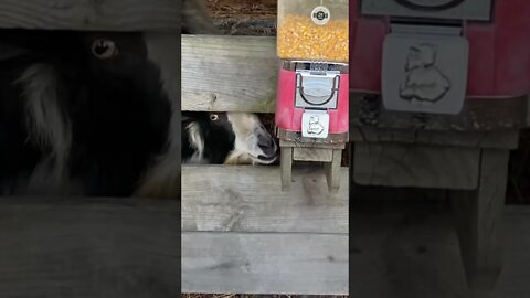 LOVE me some farm animals time! (Full video up too)