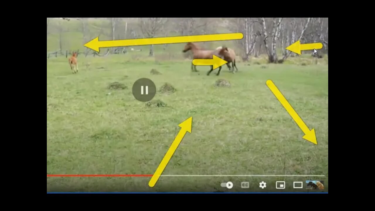 Fantastic Horse Behavior Caused By Bad Bady Horse - Snaking, Pressure & Release, Draw, Danger & Fun