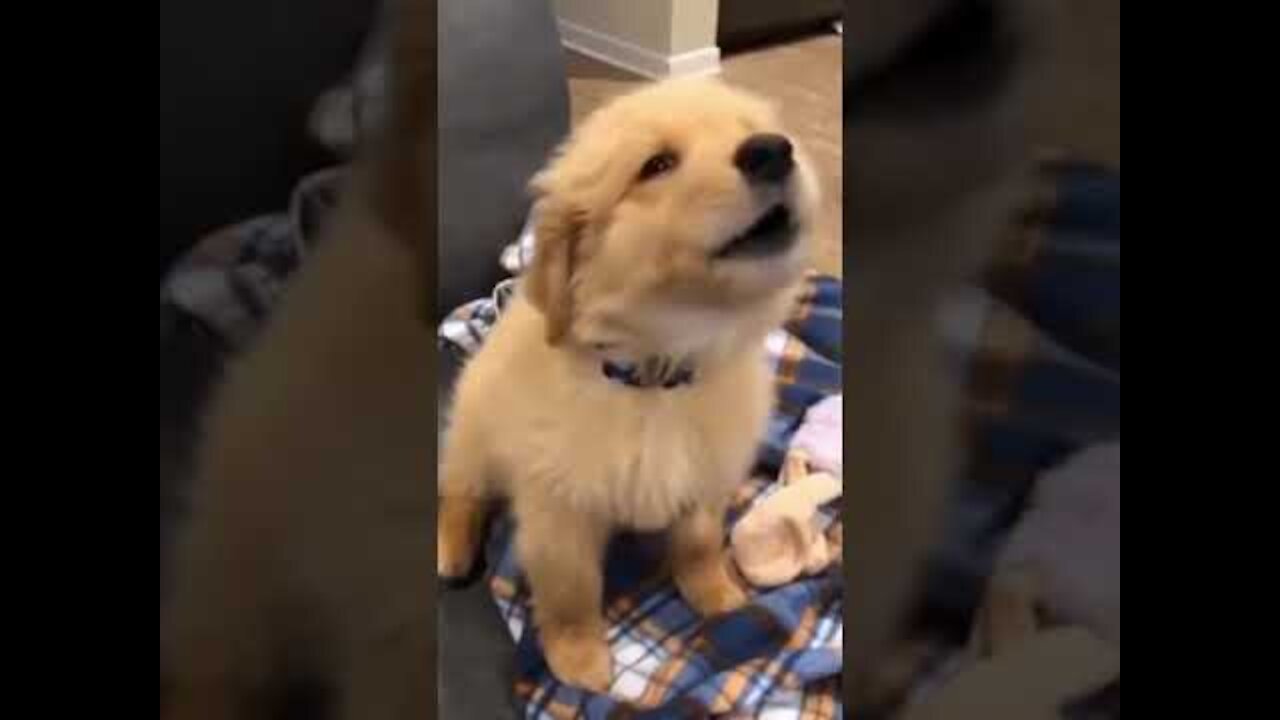 Funny dog react and imitates the sound of the police siren