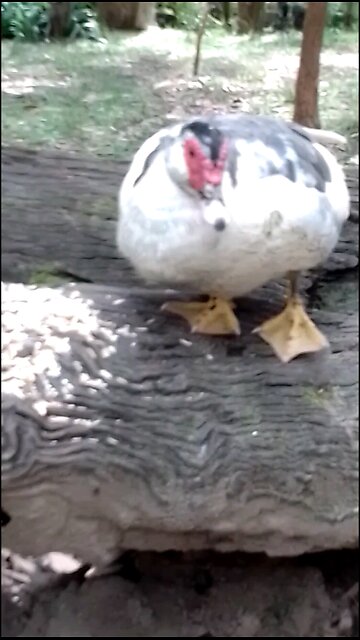 You're Still Alive Darling 🥰 Good On You! 🦆🤩