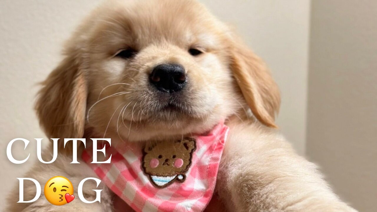 Cute dog 🐶🐕🥰😘 Sleeping dog cute video 😴😍 Little golden retriever puppy 💗😜