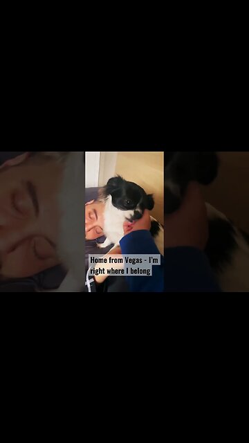 Return of the King #puppies #dogdad #fnt