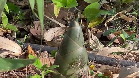 The best short trekking tour in Cambodia - jungles near Angkor site