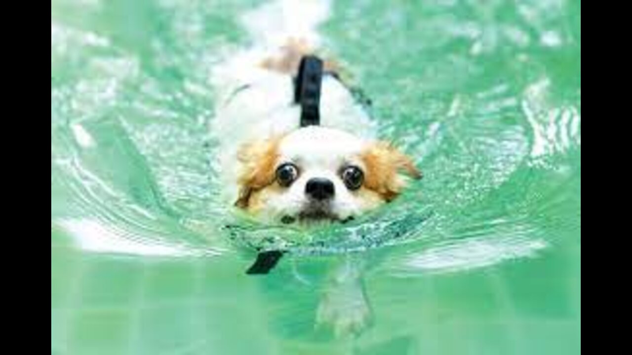 Puppies swim race