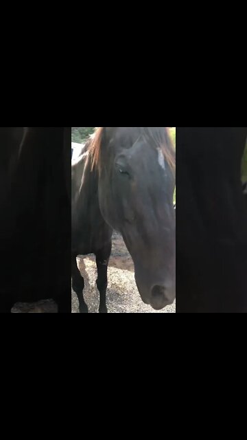 Quick visit with two black horses resting in the heat