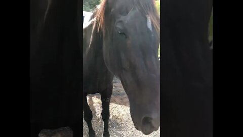 Quick visit with two black horses resting in the heat