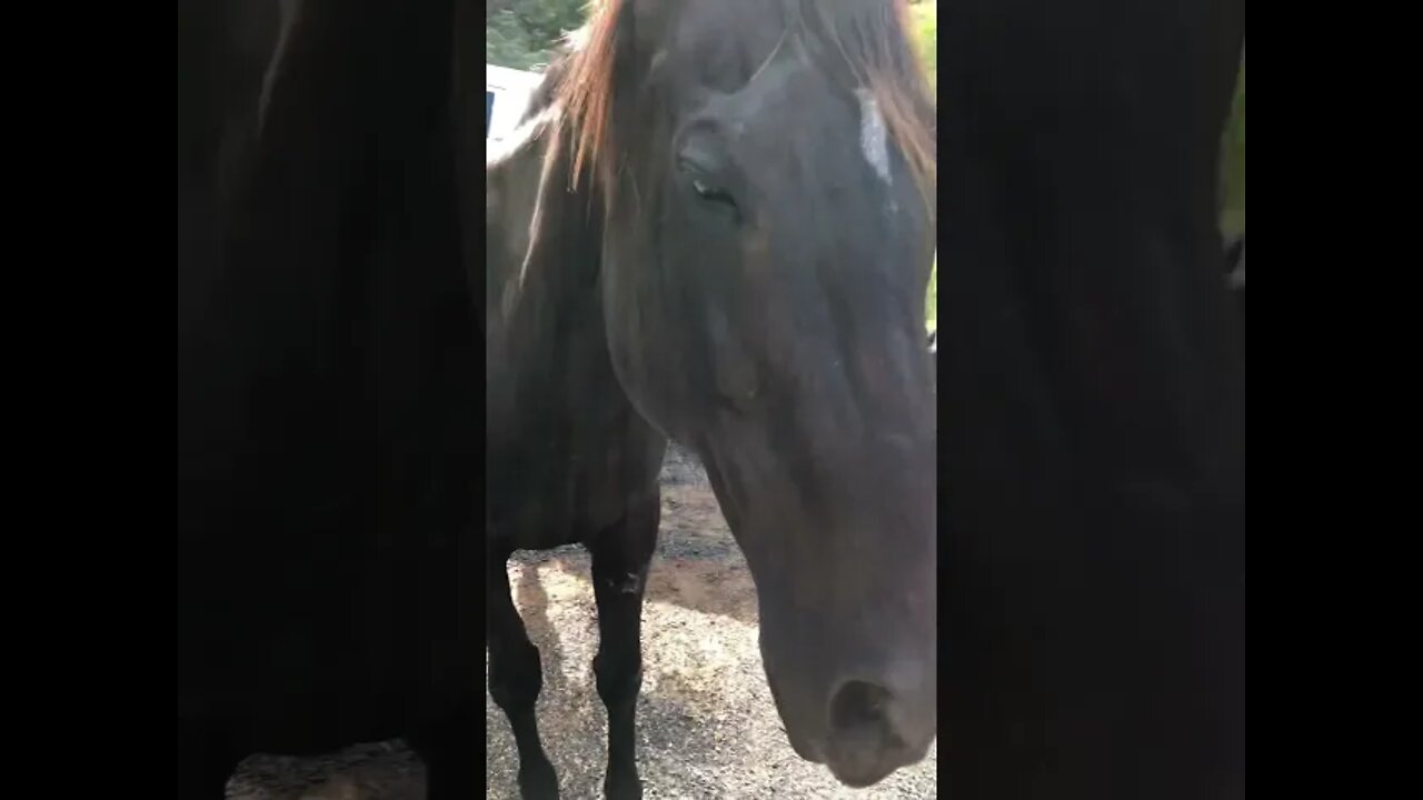 Quick visit with two black horses resting in the heat