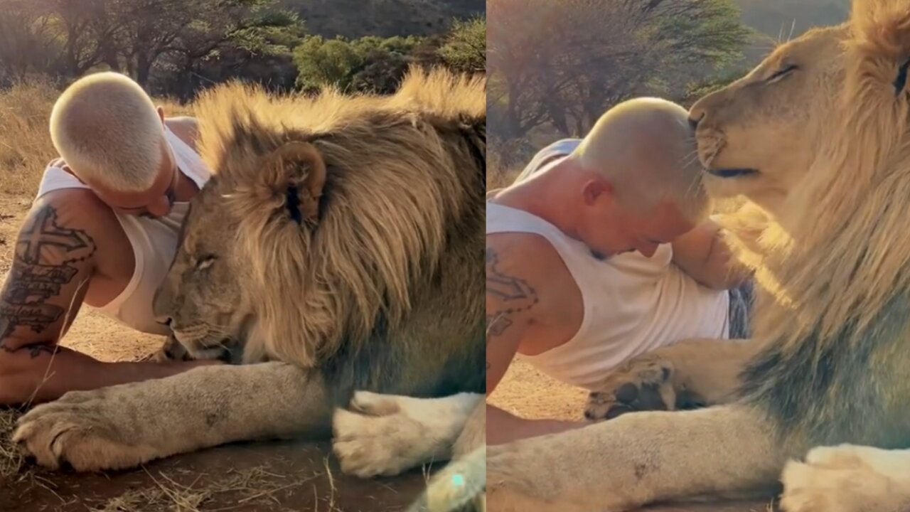 Sad moment when a lion is about to part with its owner