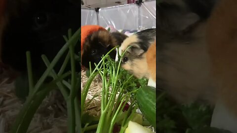 Hungry Guinea pigs