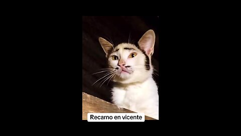 El Gato Vicente 😂