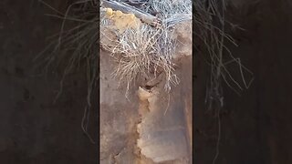 Nature is taking over!
