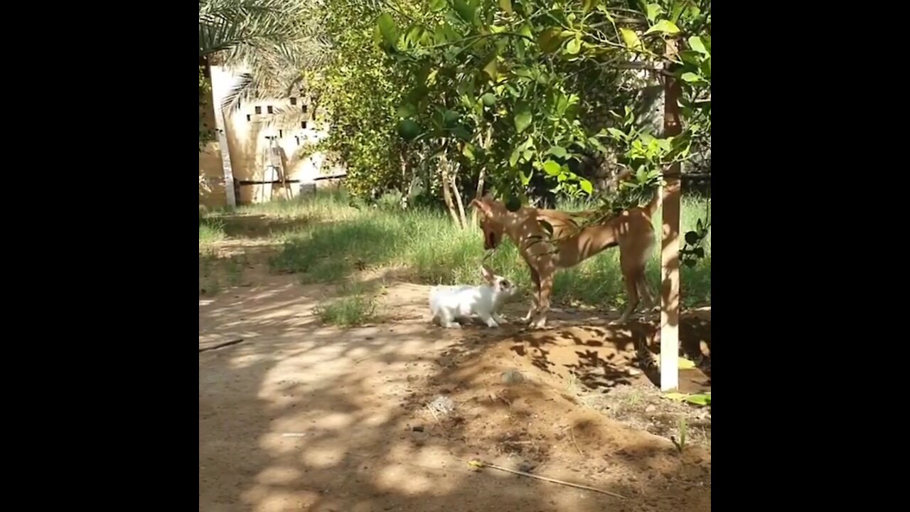 Animal friendship between rabbit and dog