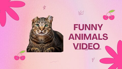 Funny Animals Video