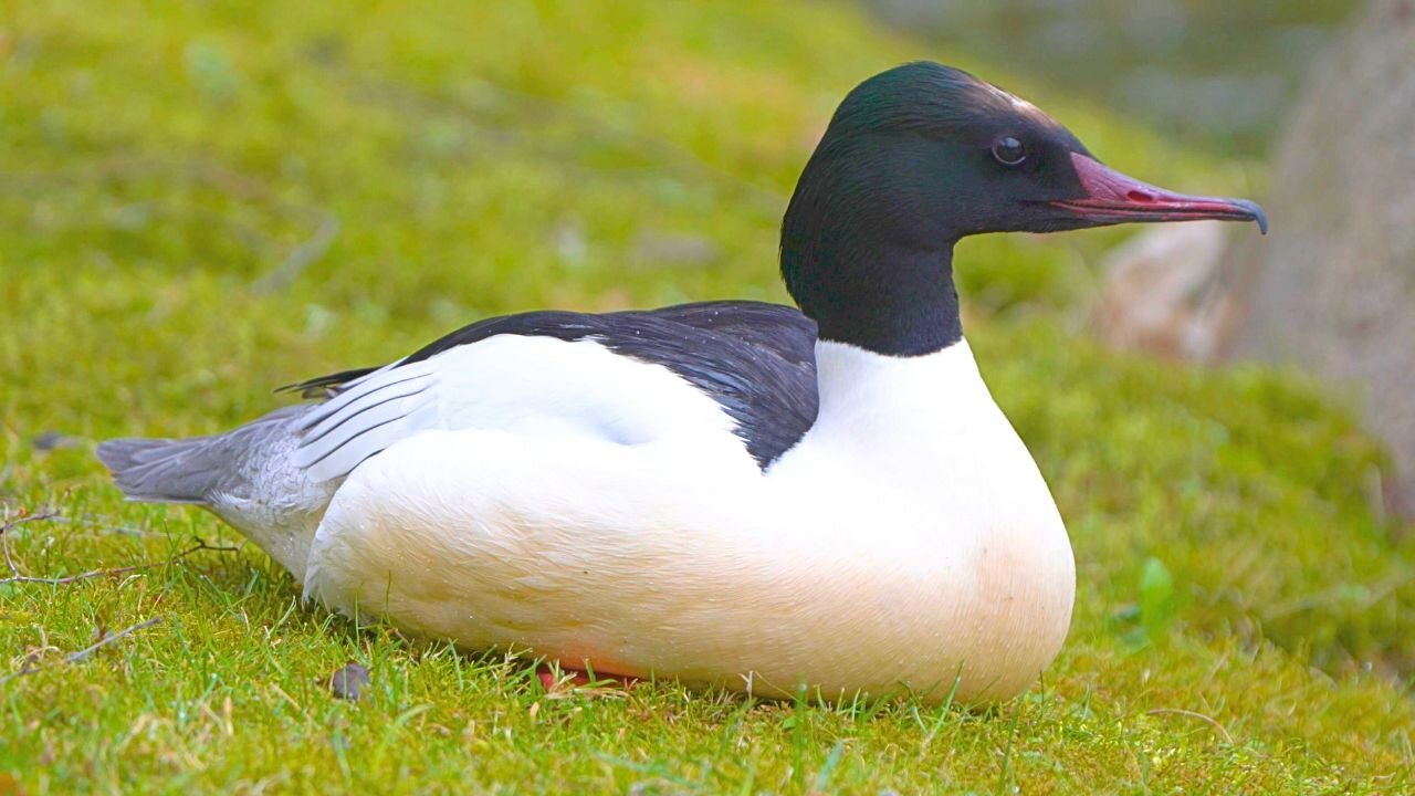 Goosander / Common Merganser Male Sitting Down