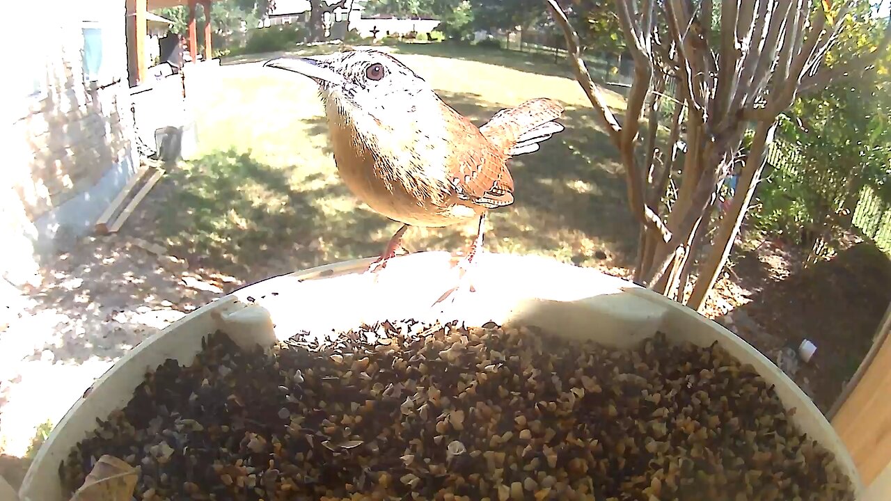 Carolina Wren Glistens at the Garcias’!