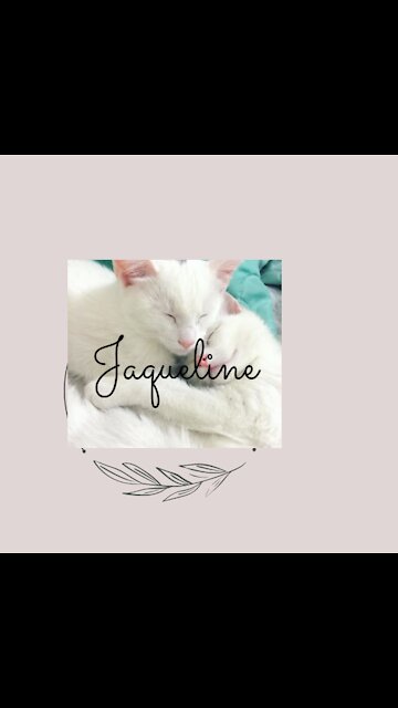 apaixonada por gatos🐱