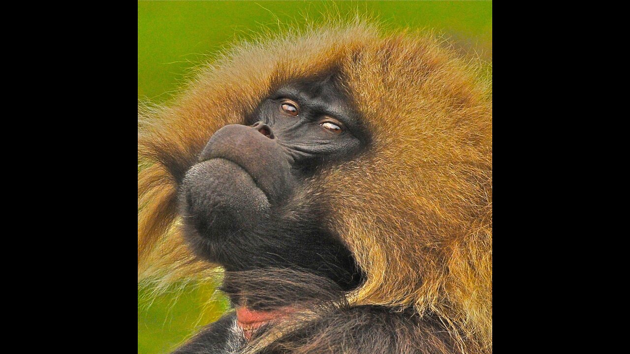 Gelada Baboon rear anima in the Simien Mountains