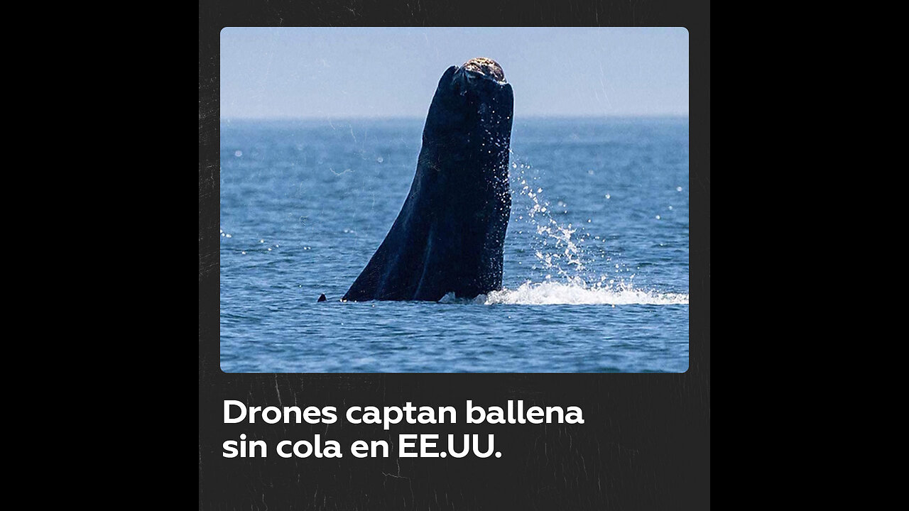 Avistan ballena jorobada nadando sin cola en EE.UU.