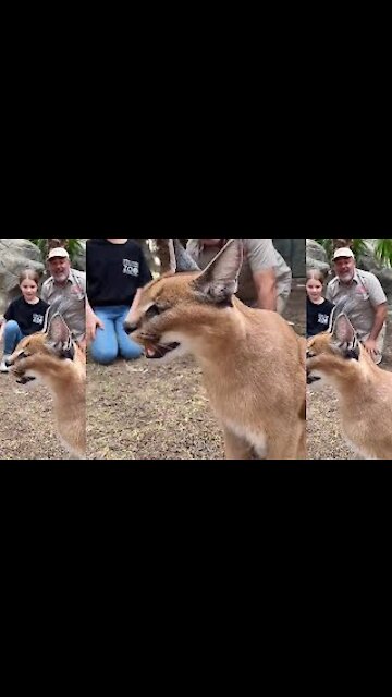 Cute Animal Like a Cat, Dog And Tiger
