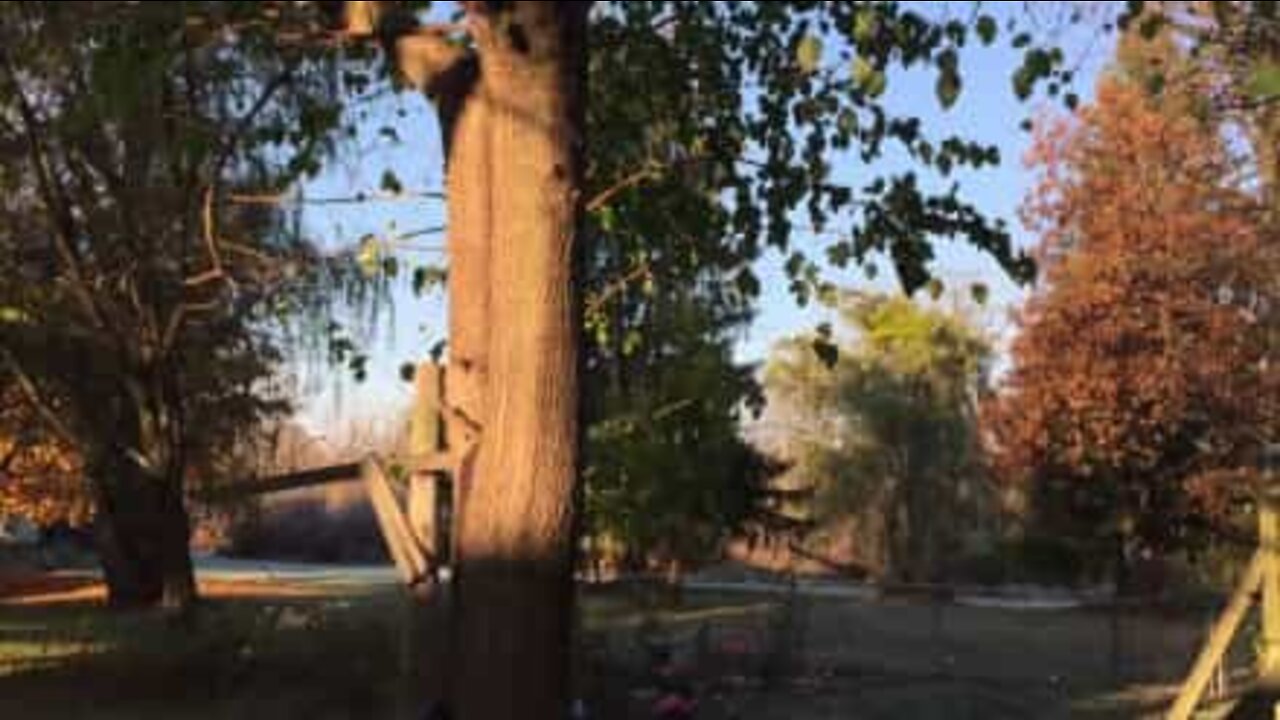 凍った葉っぱが木から落ちるのを見たことある？