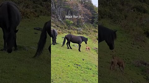 Wait for it... Dog vs Wild Horse! #shorts