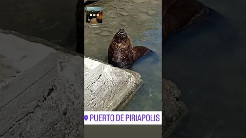 Sea Lion 🦁🤩😍 #travel #trending #youtubeshorts #uruguay #youtube #trendingshorts