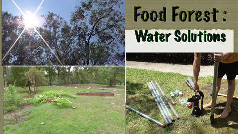 Food Forest : Solving a water problem.