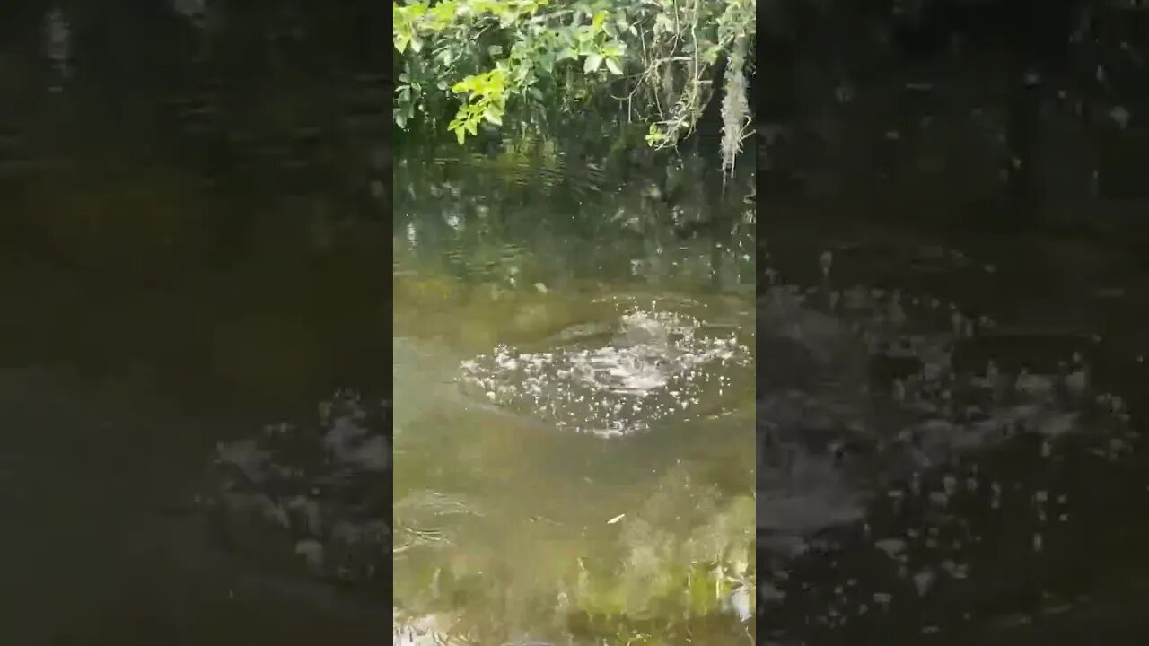 Gator goes after fishing lure.. #video #eggprank #funnyvideo #youtube #viral #viralvideo