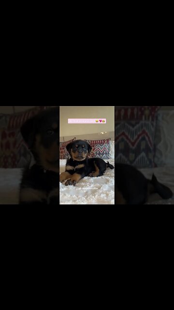 Cutest Puppy 🐶 😍 #cutepuppy #dog