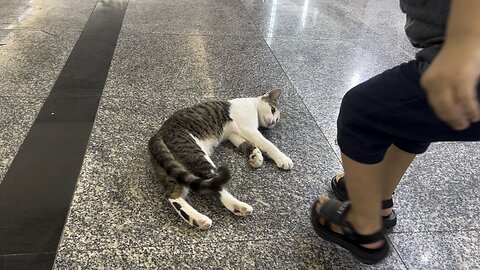 My son is playing with a strange cat we found at the meat market.