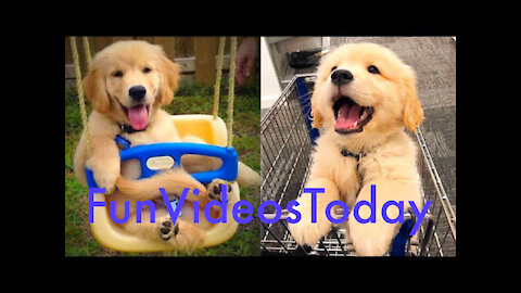 Cute and Funny Puppies and Dogs Video Compilation lI FunVideosToday