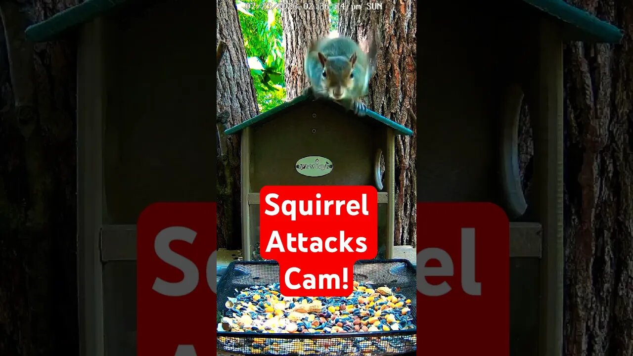 Squirrel Attacks Cam! 🐿️📽️🤣 #squirrel #shorts