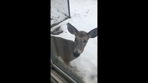 Heard a “knock” at the window