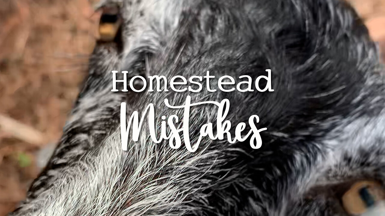 Avoid These 5 Homesteading Slip-Ups for a Thriving Homestead Journey! #HomesteadHacks #LearnAndGrow