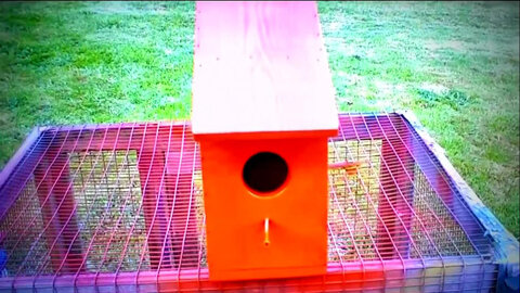 IECV WWV #15 | The Orange Bird House I Made 6-9-2013