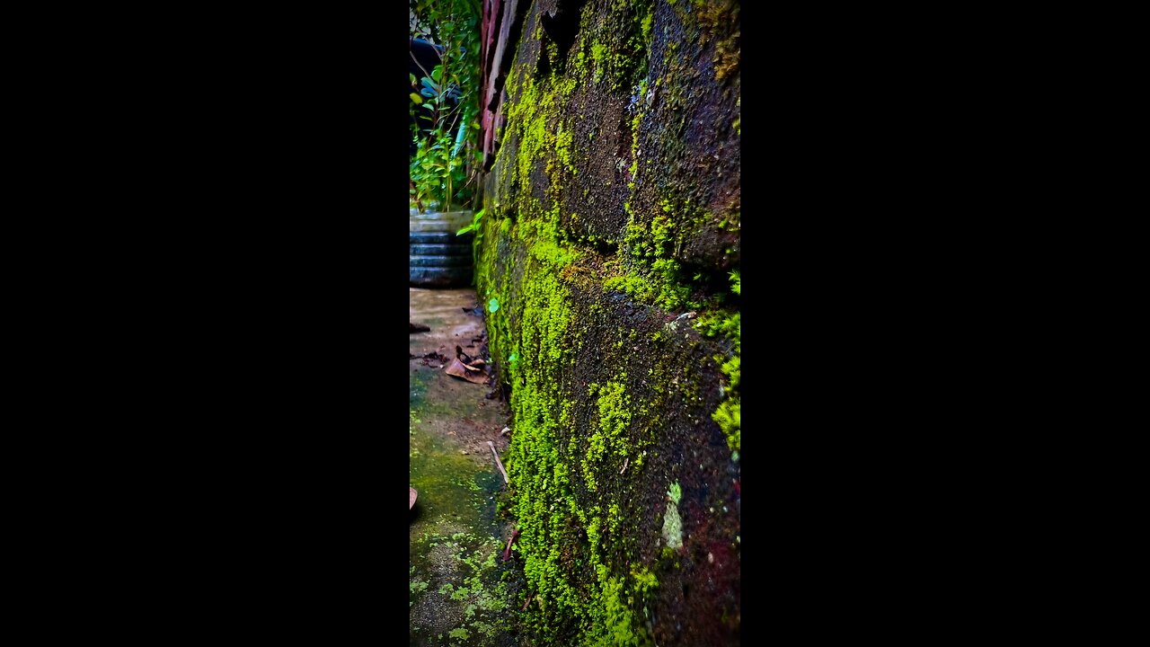 Moss growing on a brick wall.