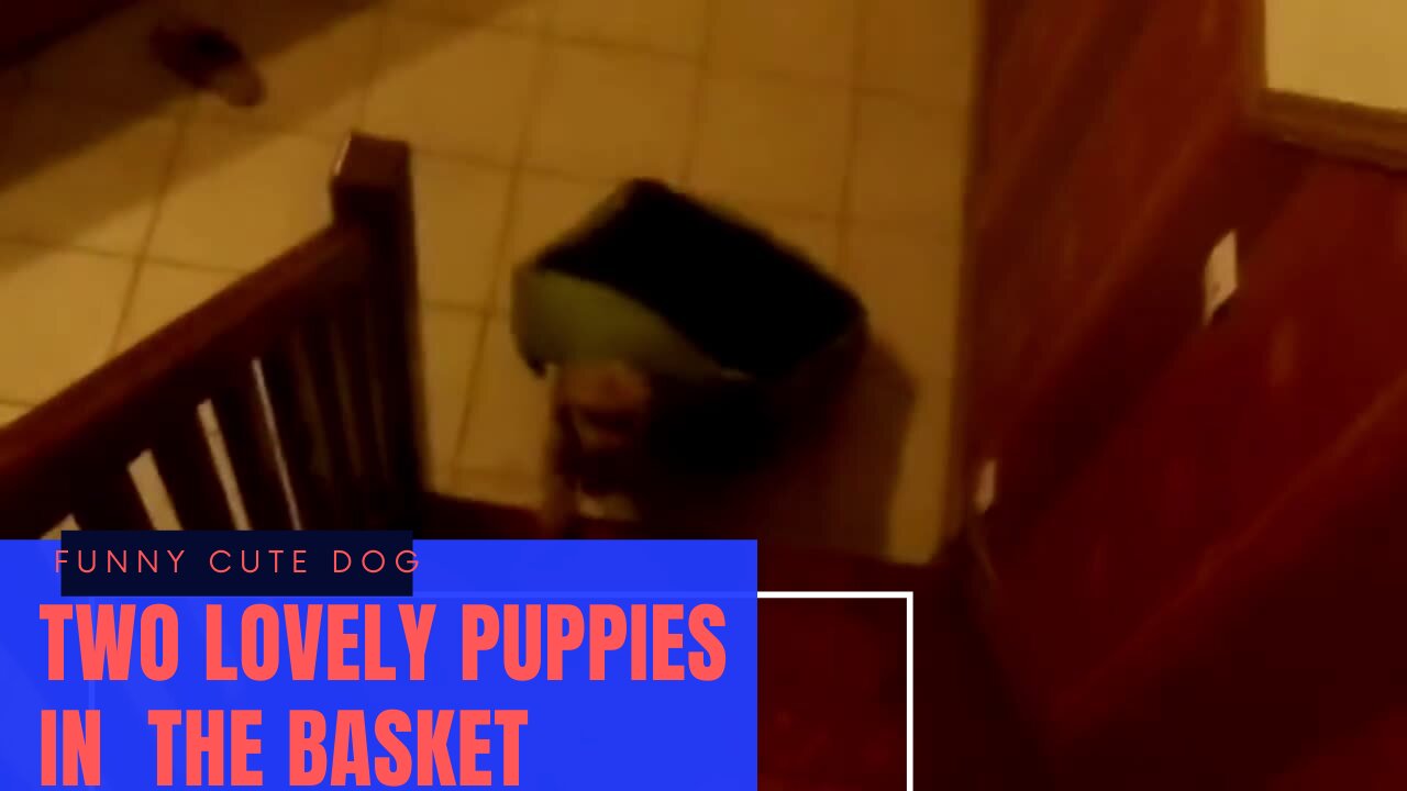 funny hidden lovely dog hide itself inside a basket