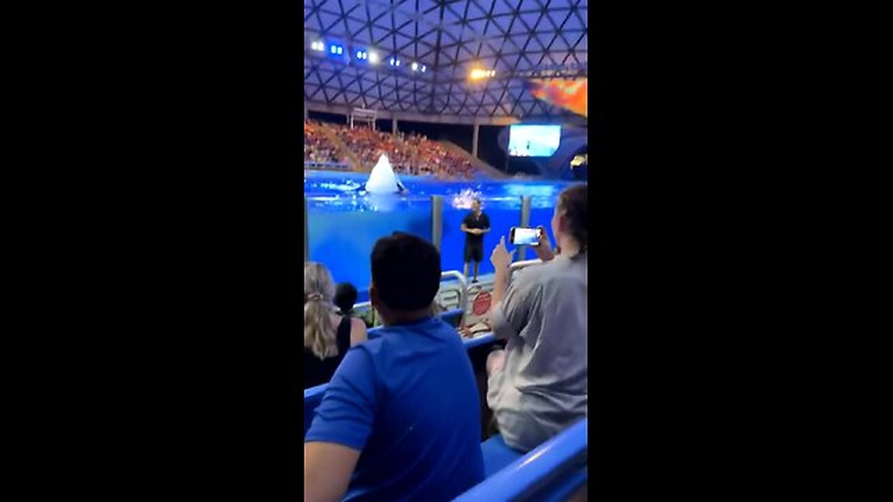 Whale takes a shit at crowd gets splashed immediately after