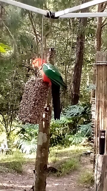 King Parrot Enjoys Bird Block and Listens to Radio National on a Sunny Day 🦜🌻📻☀️