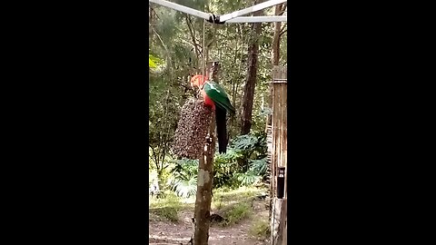 King Parrot Enjoys Bird Block and Listens to Radio National on a Sunny Day 🦜🌻📻☀️