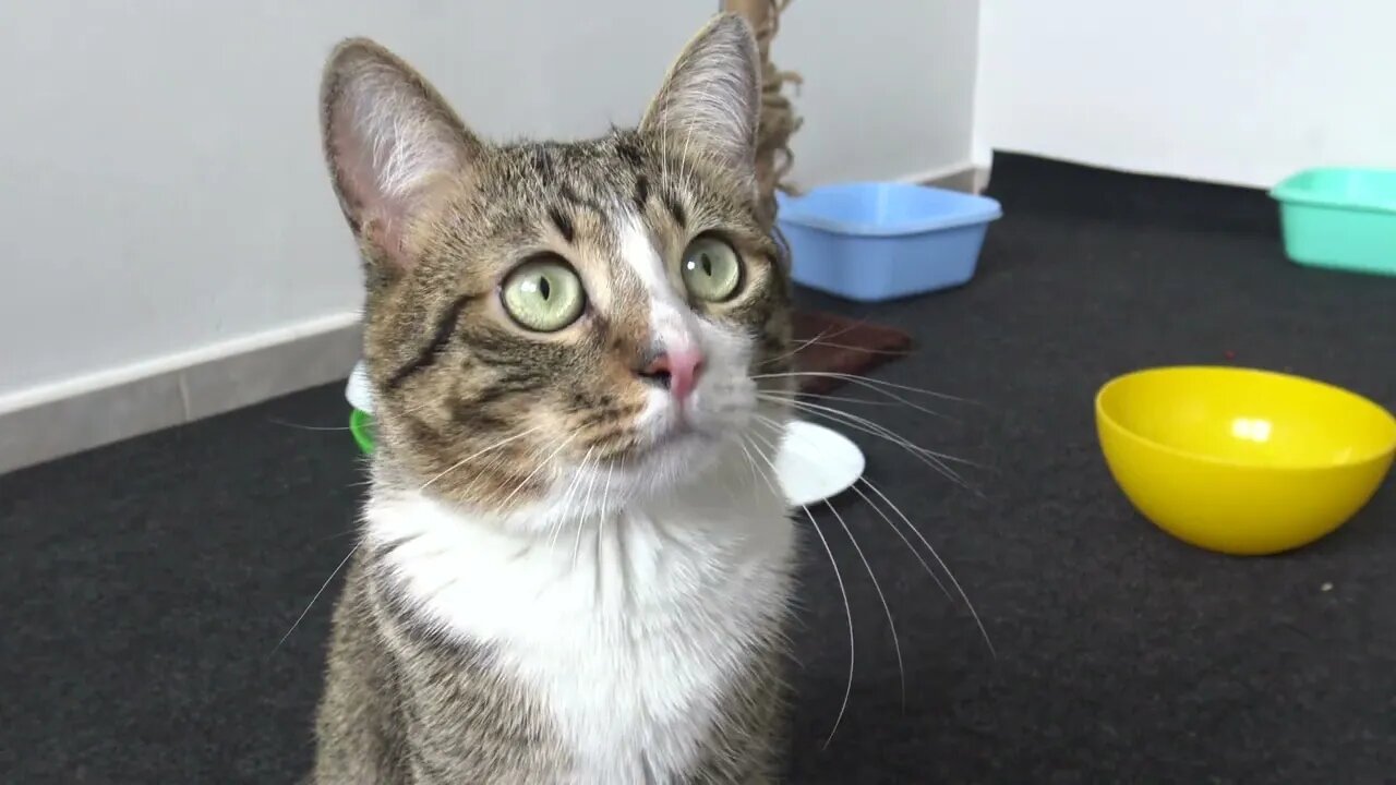 Cat Reaction to a Balloon - not Interested, Human!