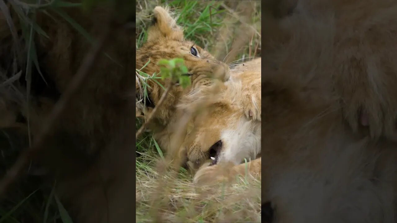 Lion Cubs Wrestling #shorts #short