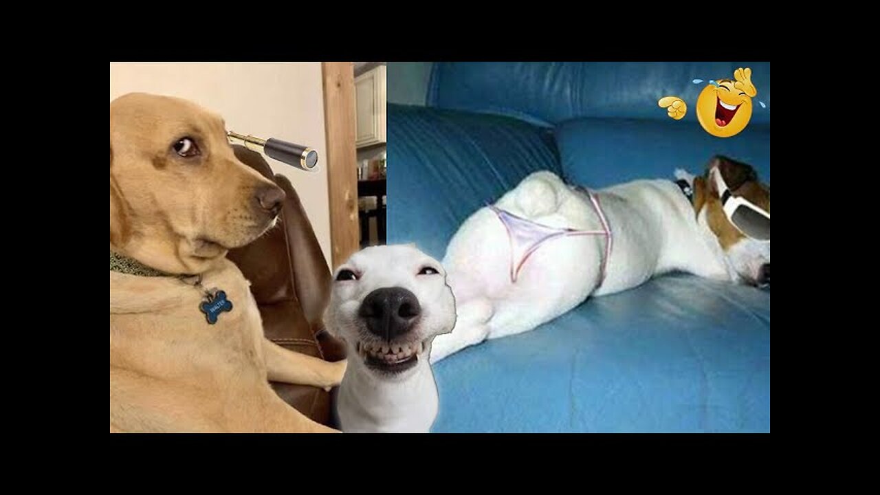 WORLD BEST FUNNIEST🤣 Dog vs men 🤣 funny video> Don't Try Laughing 🤣 clips