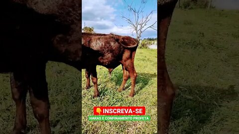 o boi só de olho, curioso 👀🫣😁 #shorts #angus #boi #roca #fazenda #animals #bicho #sitio #porangaba