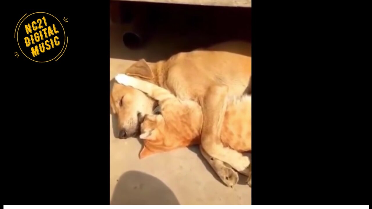 Funny Videos of Dogs, Cats, other Animals, Dog and Cat sleeping Embraced