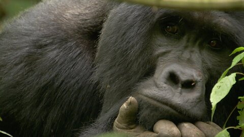 Young Silverback Tries to Prove His Strength | Growing Up Wild | BBC Earth