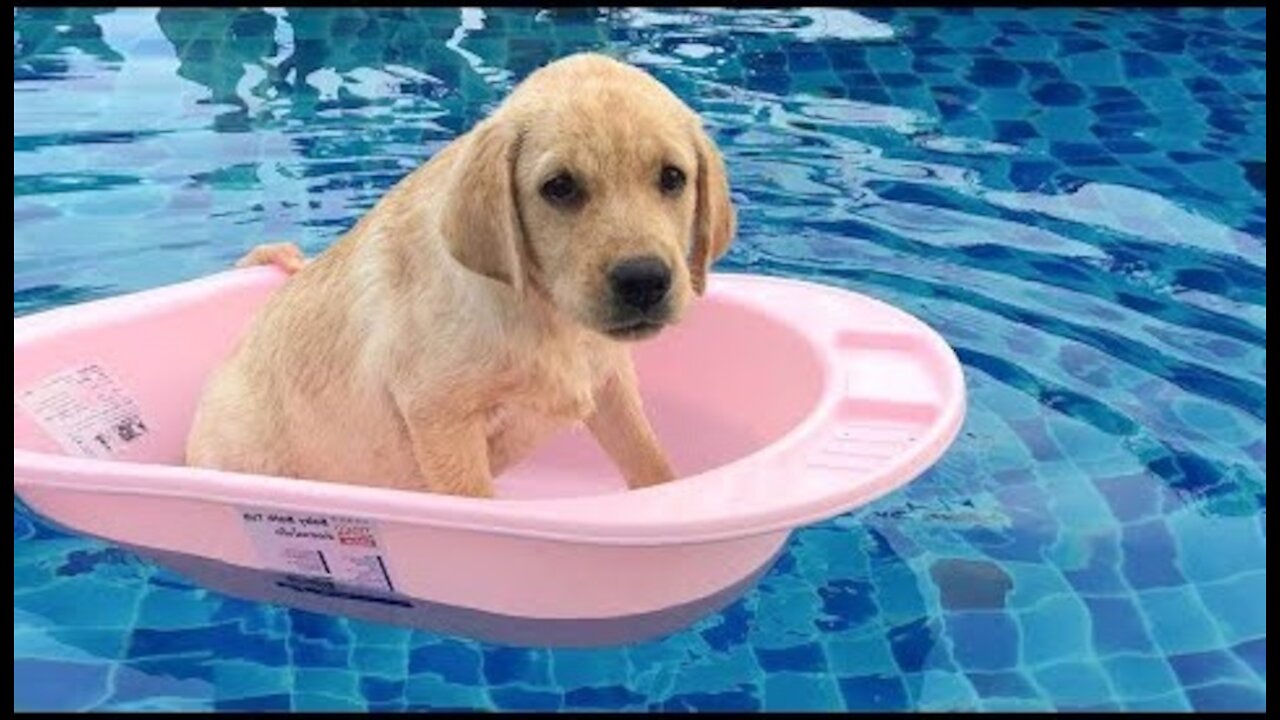 Funniest & Cutest Labrador Puppies-Funny Puppy Videos